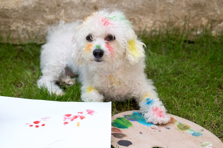 9 easy DIY dog paw print art projects